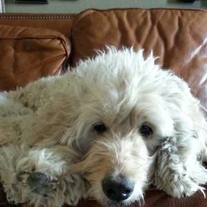 Meet your Posher, Linda